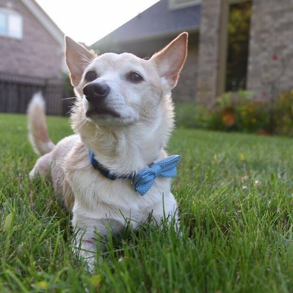 Meet your Posher, Olivia! - Picture 4 of 5